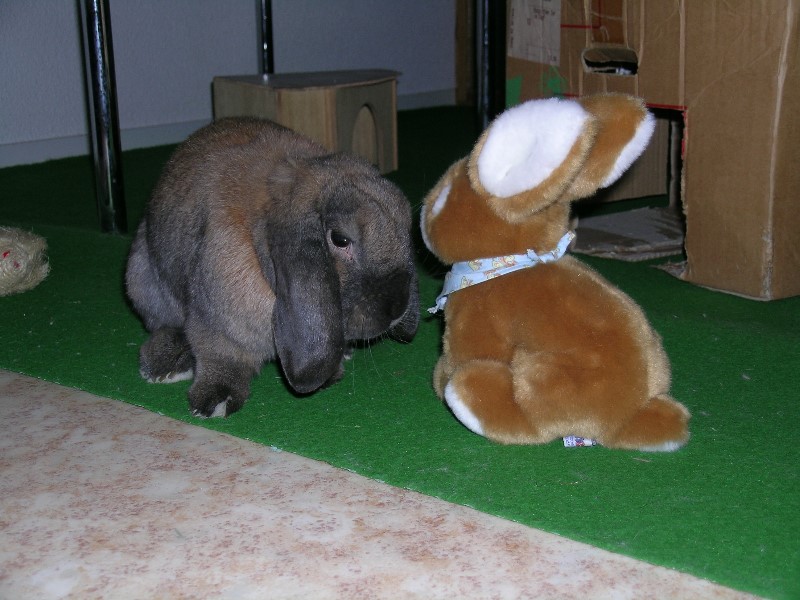 ../Images/4 Snoopy.jpg